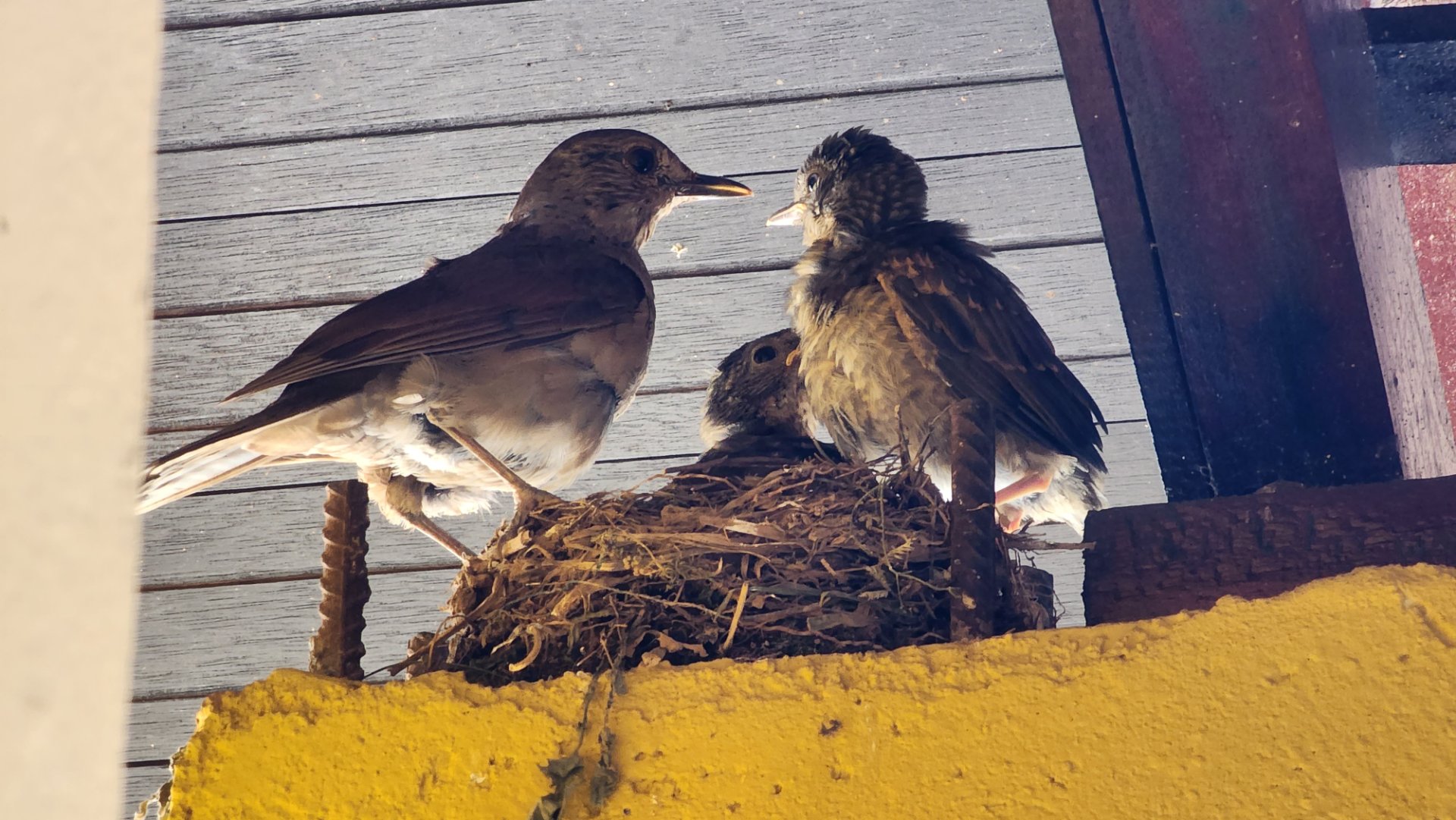 https://xmpp.macaw.me/upload/fd7e6dd84ba3a2dddb8c4e0fdfc26b3b0c704913/FF5kVbDzBUH4Cc8PRLOjo0QYGdS4YQl3h9ElzCSc/20230203_152003.jpg