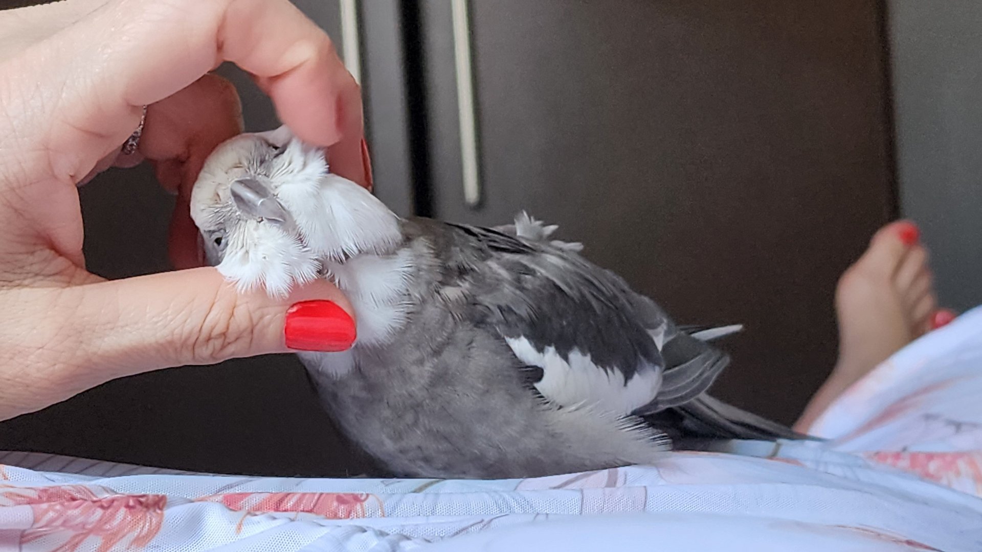 https://xmpp.macaw.me/upload/fd7e6dd84ba3a2dddb8c4e0fdfc26b3b0c704913/vAqxlqaTrBa4k22QRonMdQv94bgMvdsNiVVpTogF/image.png.jpg https://xmpp.macaw.me/upload/fd7e6dd84ba3a2dddb8c4e0fdfc26b3b0c704913/vAqxlqaTrBa4k22QRonMdQv94bgMvdsNiVVpTogF/image.png.jpg